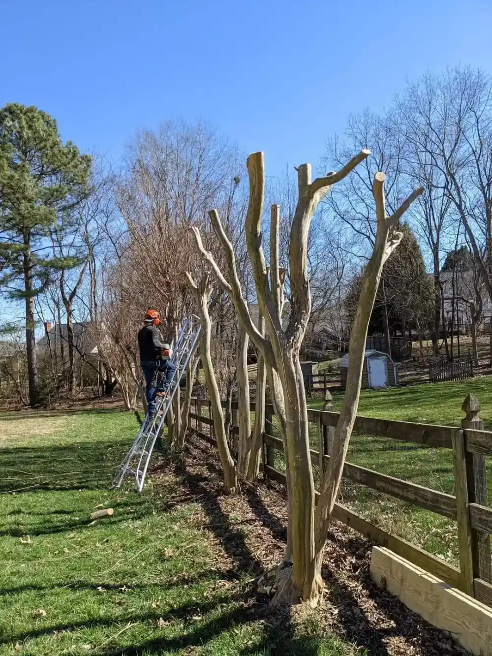 Trimming & Pruning