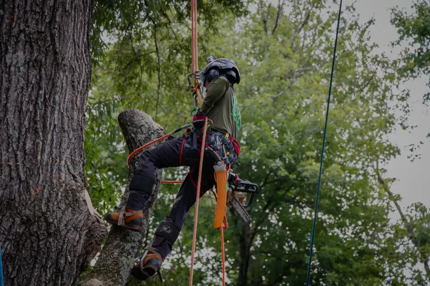 Tree Services in Greensboro High Point Winston-Salem