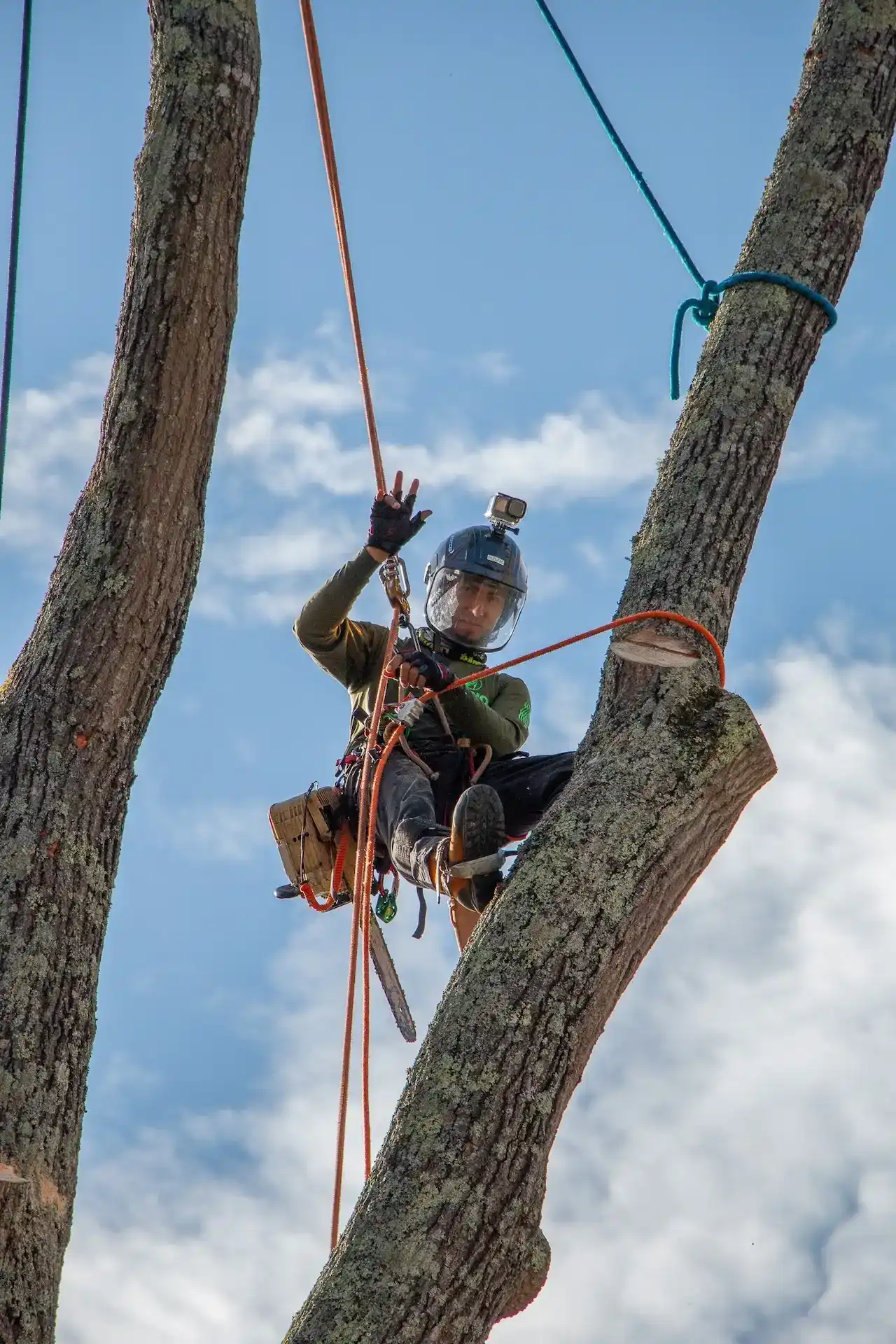 Climber in tree