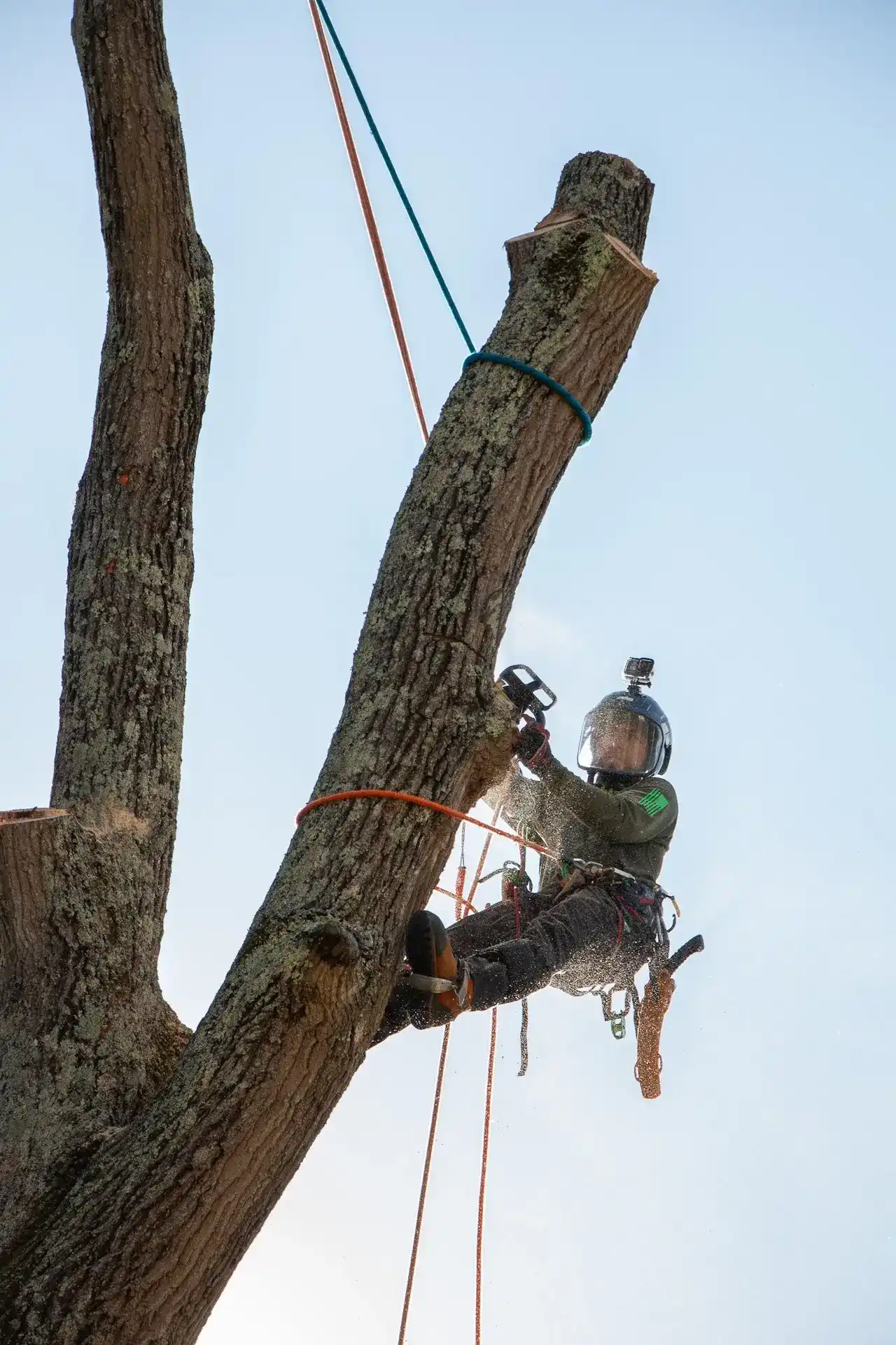 Arborist cutting branch