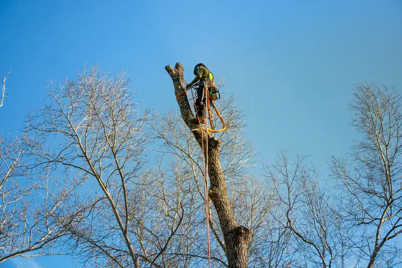 Professional tree climber performing emergency tree work