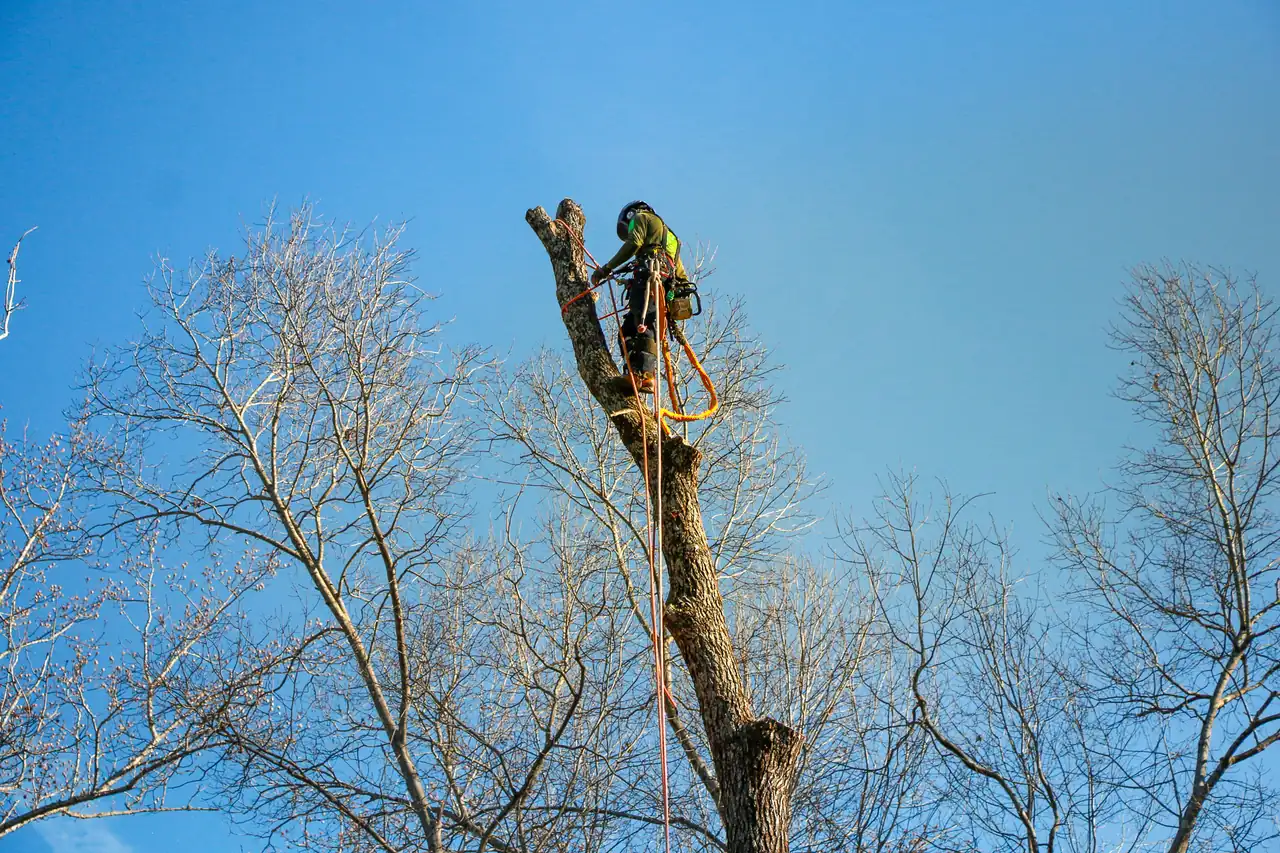 Rubio Tree Services climber performing structural pruning on a large tree in Charlotte NC