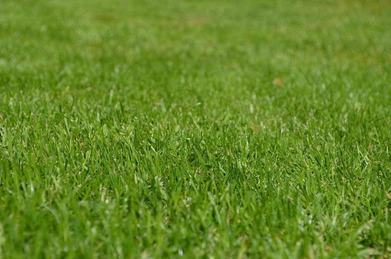 Illustrative maintained lawn