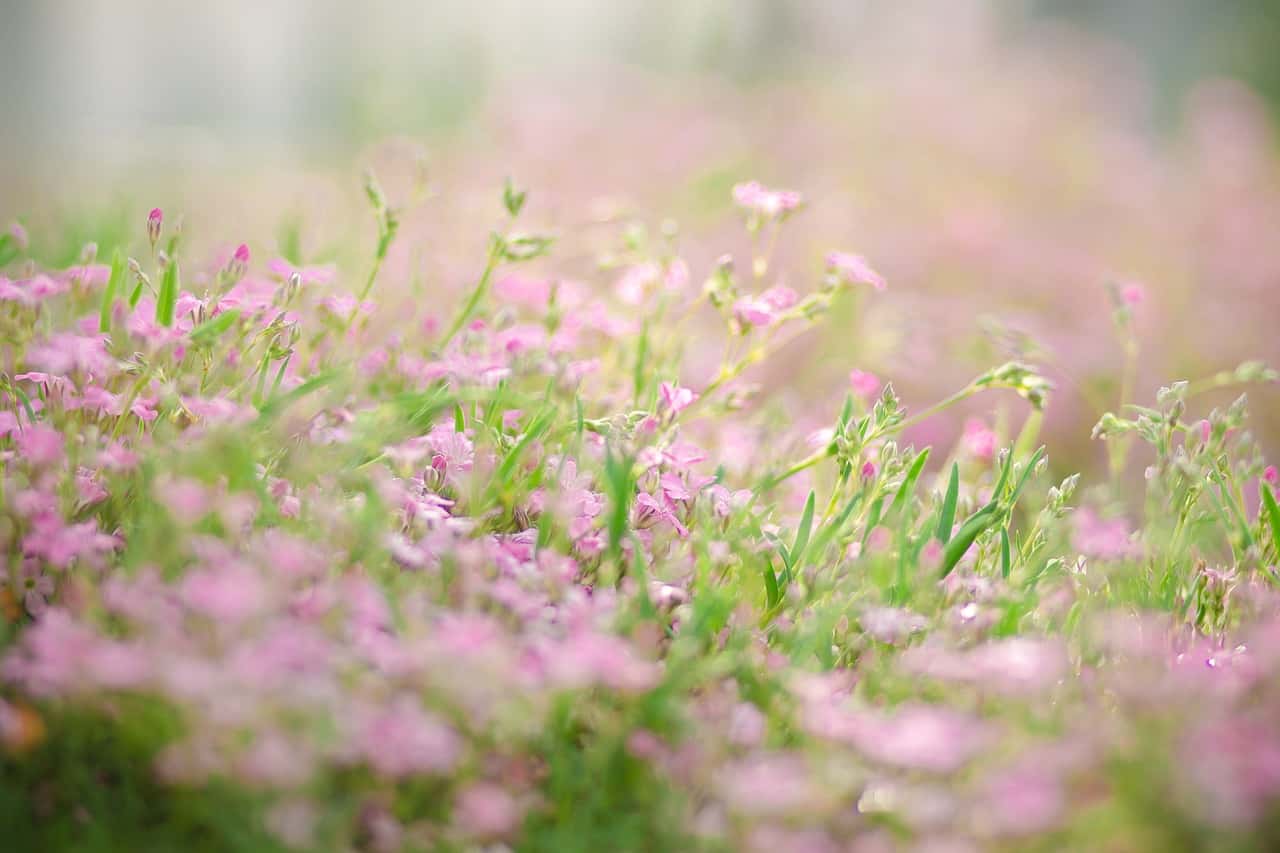 Mulching & Flower Beds