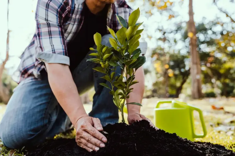 Tree Planting