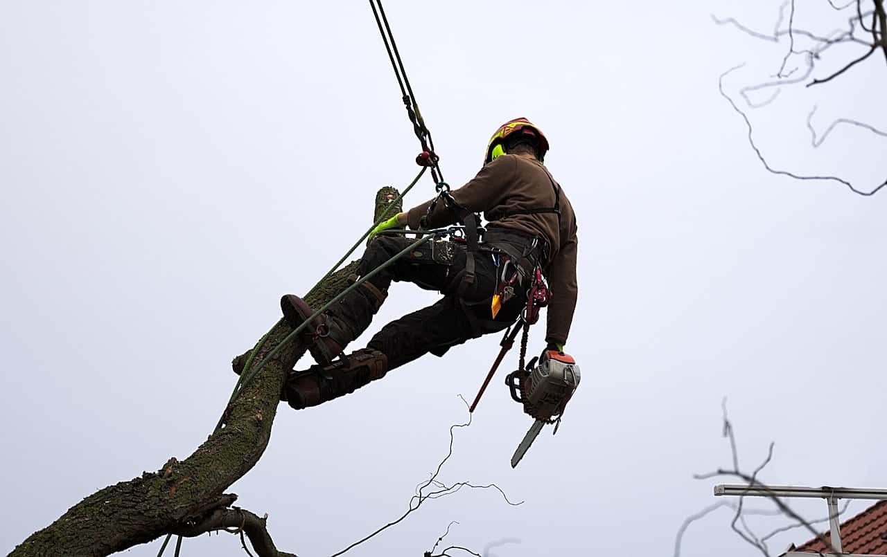 Illustrative tree cleanup scene