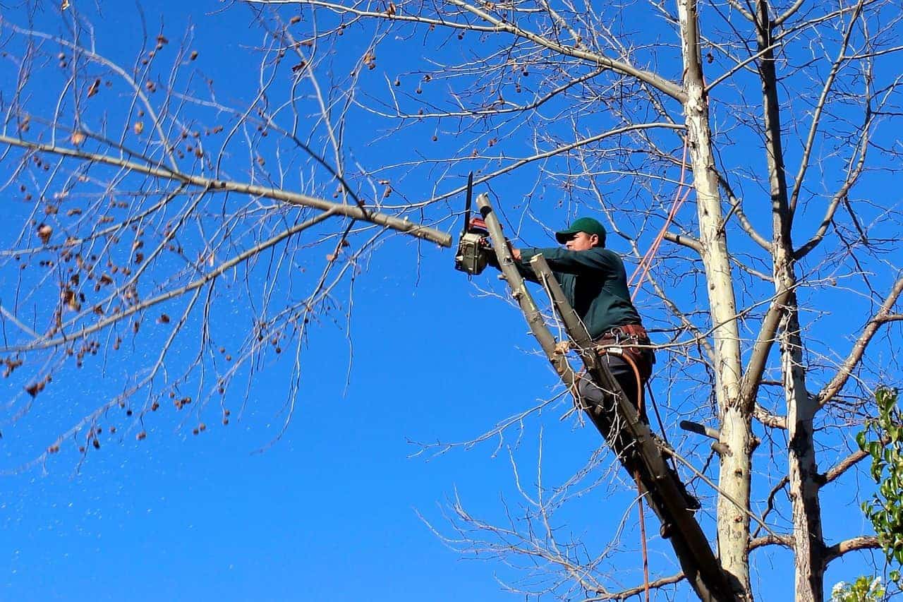 Illustrative tree service scene