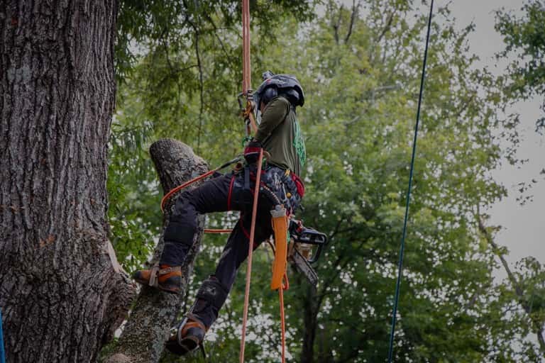 Why Choose Rubio Tree Services