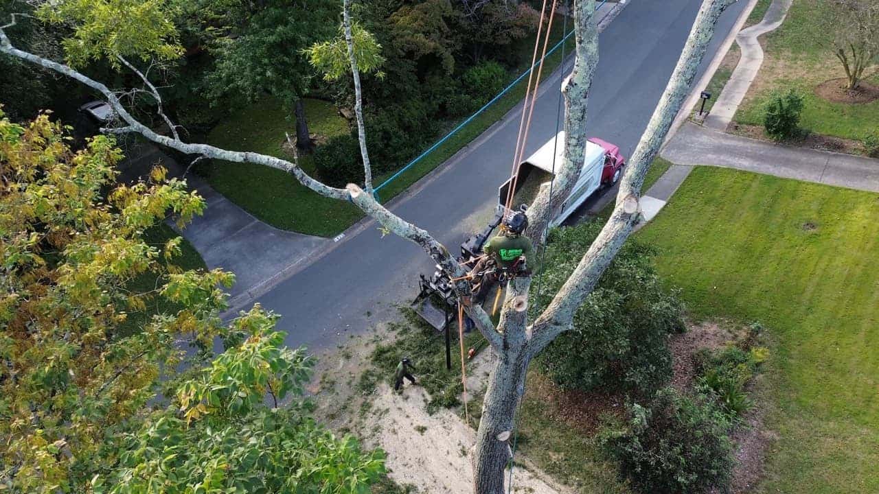 Professional tree services