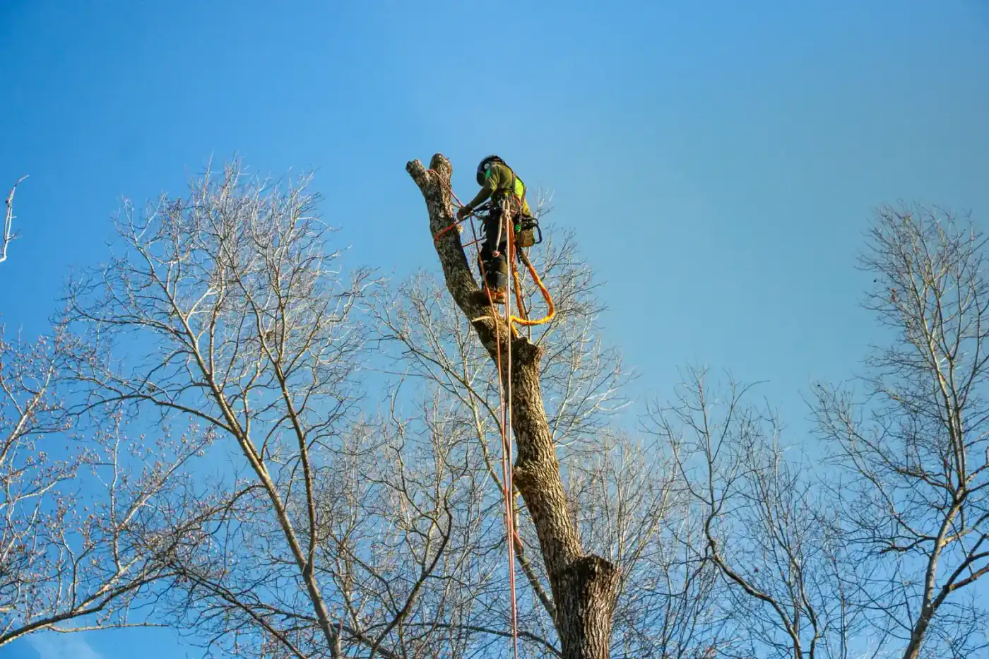 Professional tree trimming service in Charlotte North Carolina Mecklenburg County