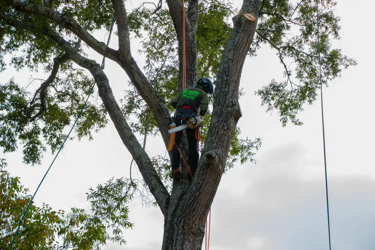 Tree trimming warning signs in Charlotte North Carolina