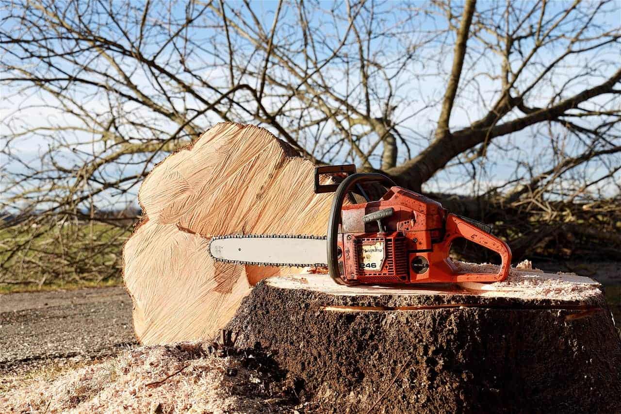 Illustrative tree pruning scene